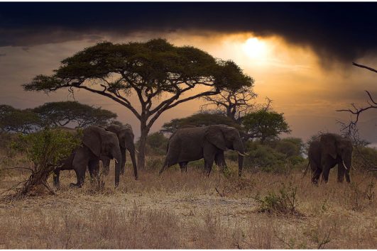 3 days Tanzania safari