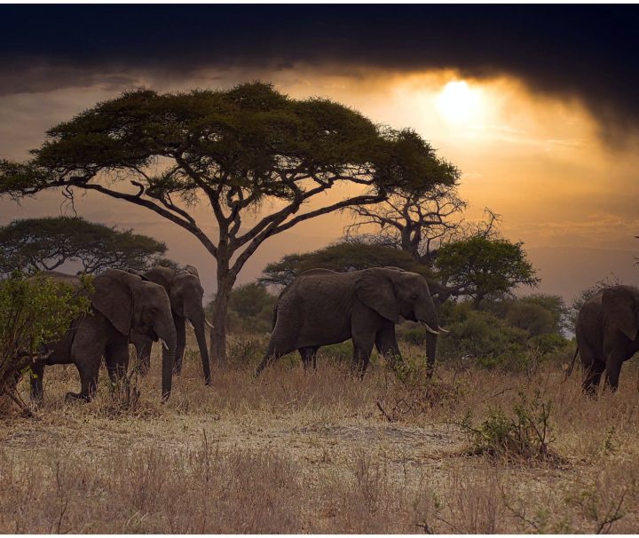 3 days Tanzania safari
