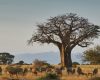 Baobab tree on Tarangire safari